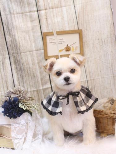 20241029だんごくん